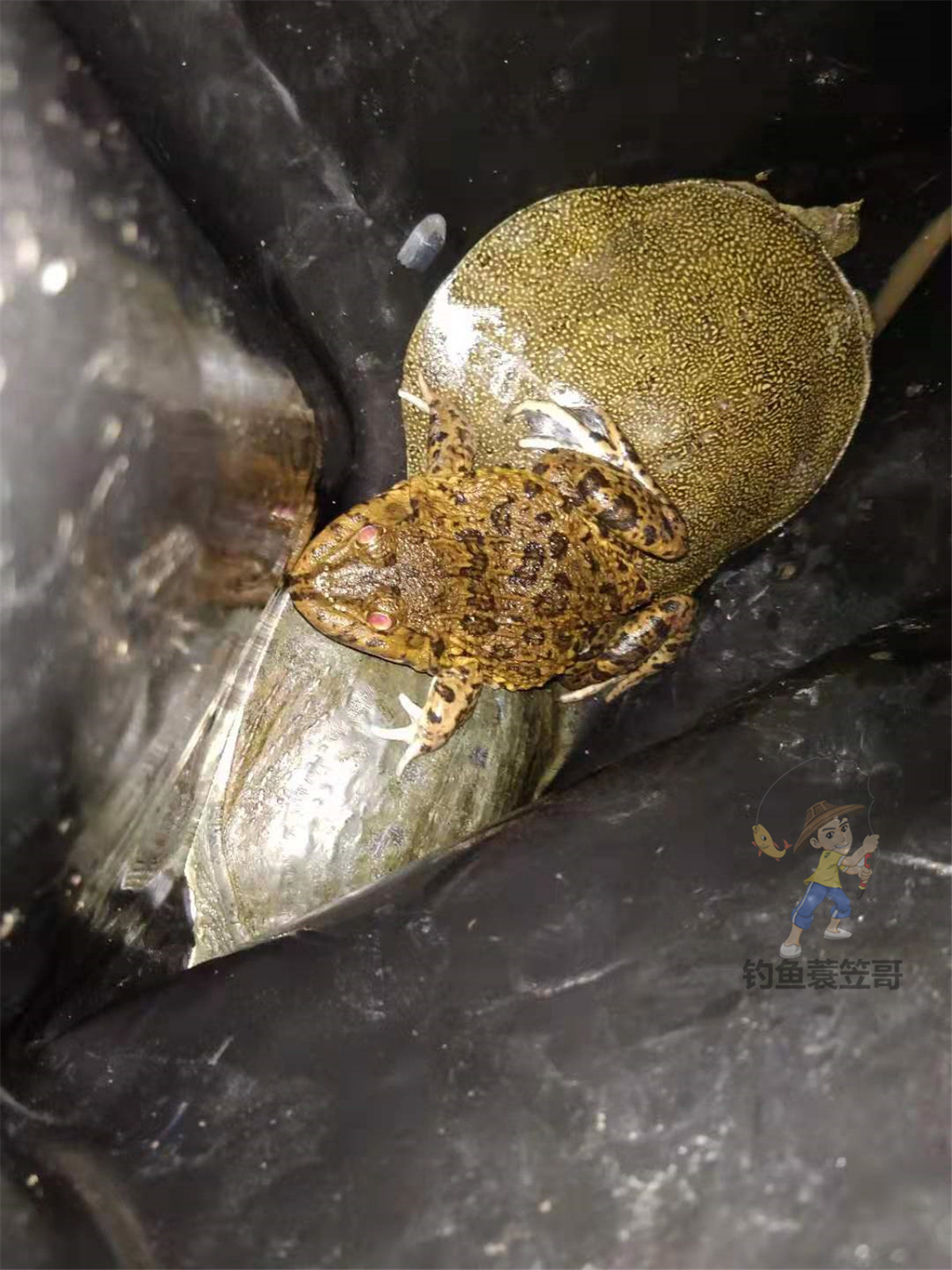 甲鱼咬钩怎么让它松口,甲鱼习性及钓法