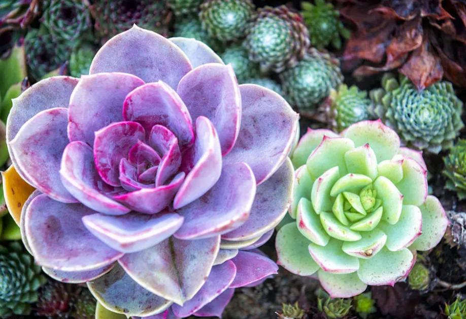 100种耐寒耐旱花卉,哪种花最耐旱不用浇水