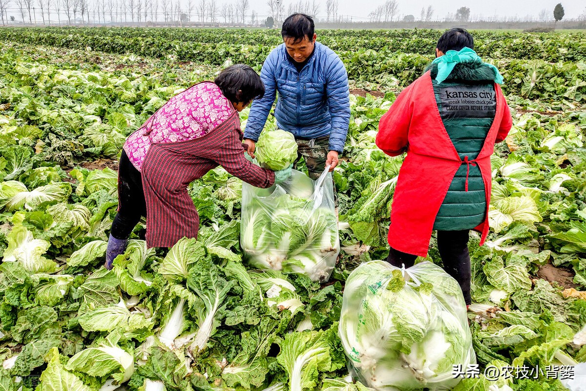 怎么种大白菜才高产,怎么种大白菜高产