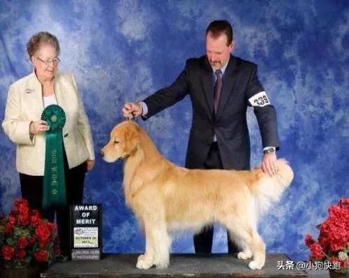 如何挑选纯种金毛犬8大步骤,如何挑纯种金毛