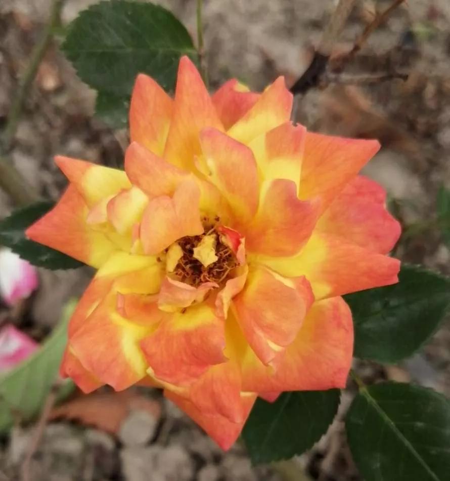 月季品种醉花,月季品种大全及图片欣赏