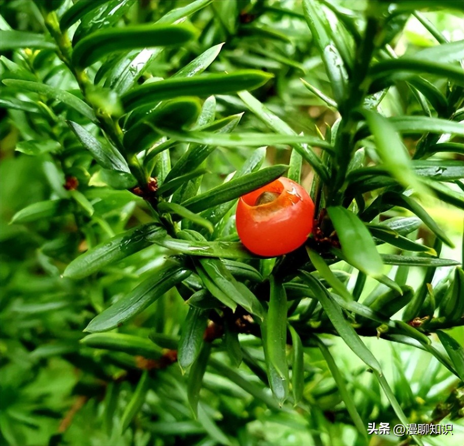 红豆杉的哪些细胞合成紫杉醇,红豆杉中控制紫杉醇形成的结构
