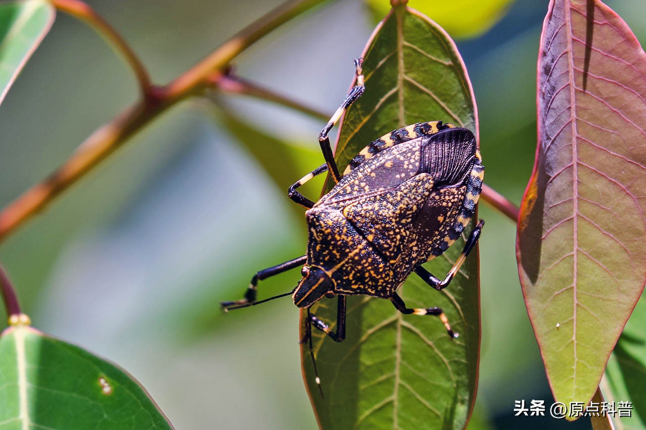 美国的昆虫入侵,盘点入侵美国的七大昆虫