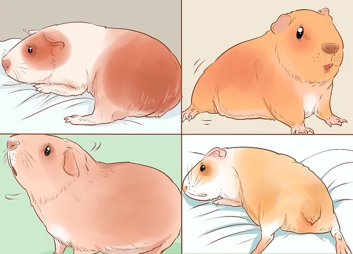 宠物夏天户外太热,天气炎热宠物也容易中暑