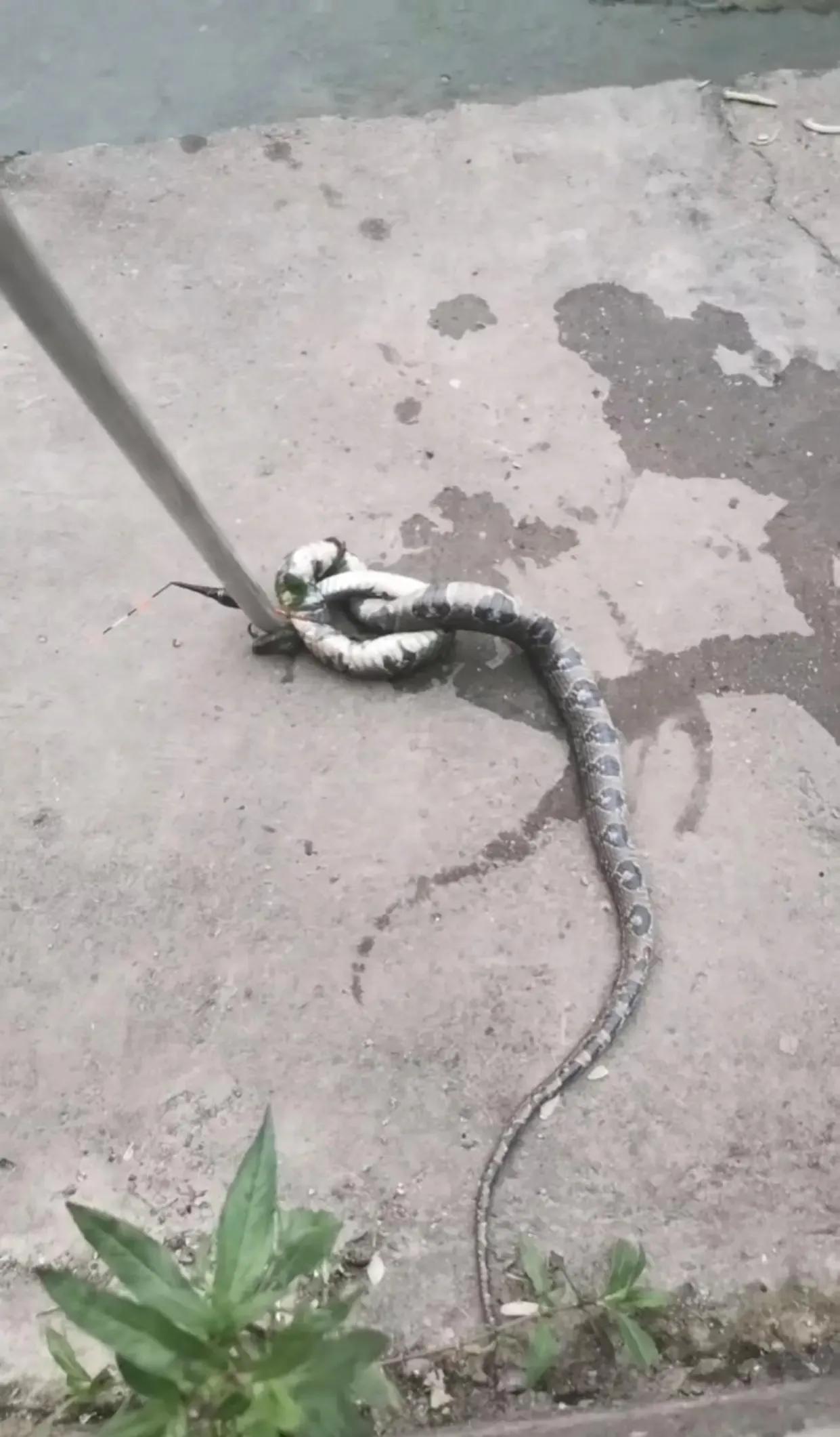 下手真狠，蛇头都给打歪了。