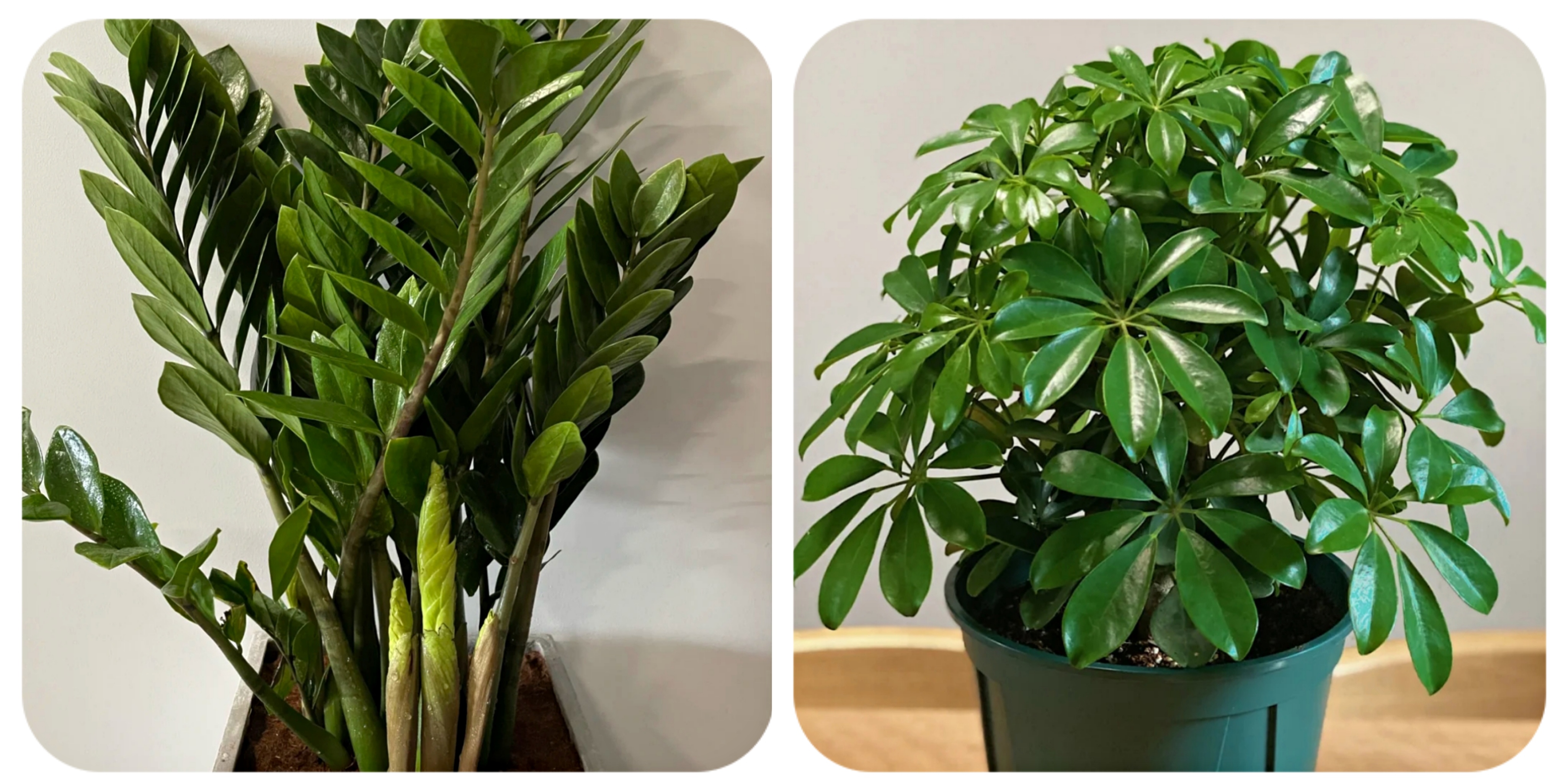 100个阳台养什么花好,100种阳台养的花草