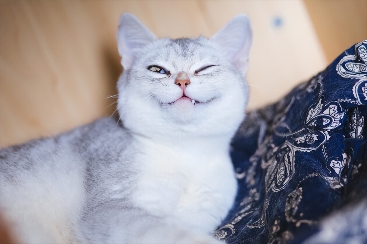 狗狗用的皮肤病药猫咪能用么,盐酸特比萘芬喷雾剂猫咪掉毛