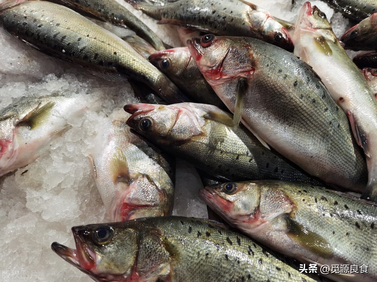 鲈鱼大肚子是什么问题,买鲈鱼挑大肚子还是小肚子