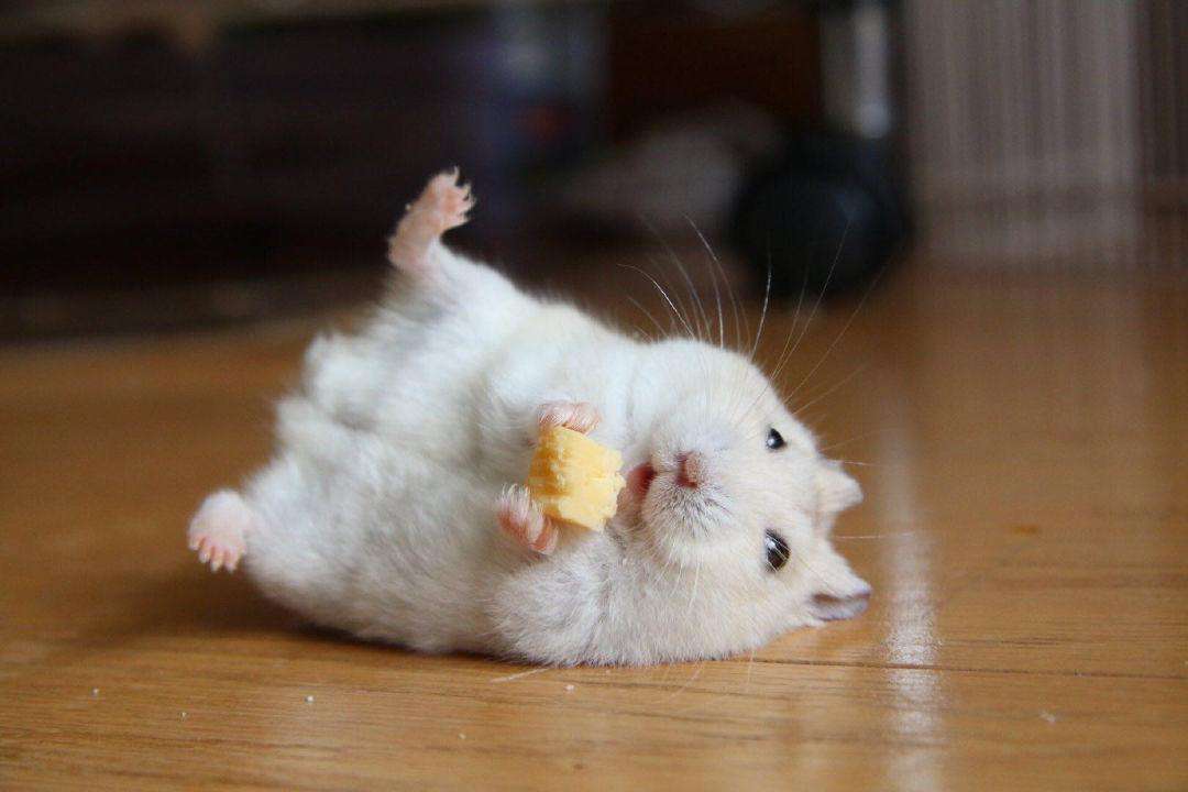 仓鼠拉稀吃什么药效果好,小仓鼠拉稀怎么办