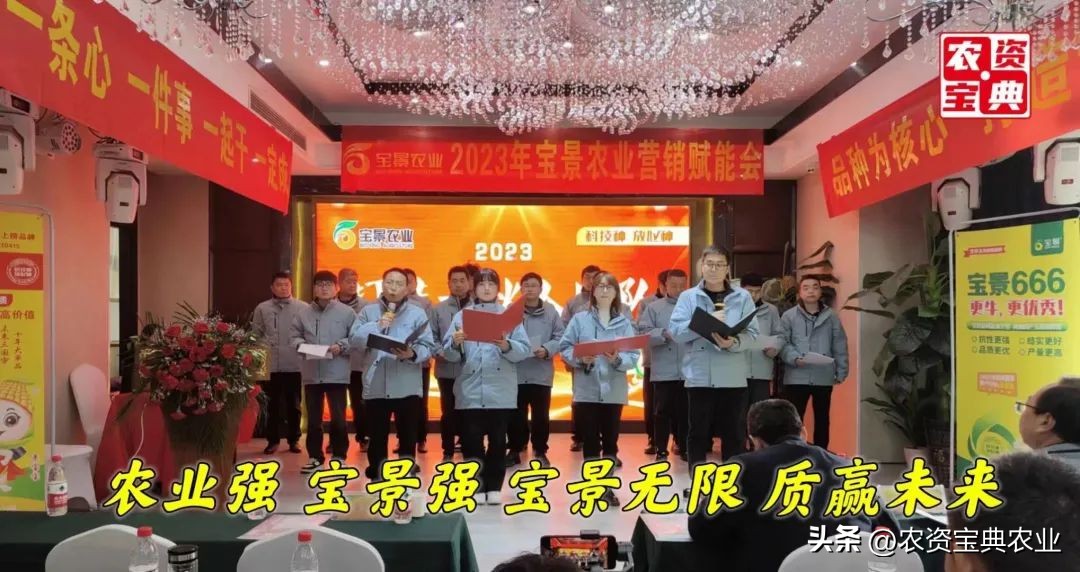 宝景玉米新品种,宝景666与宝景186比哪个更高产