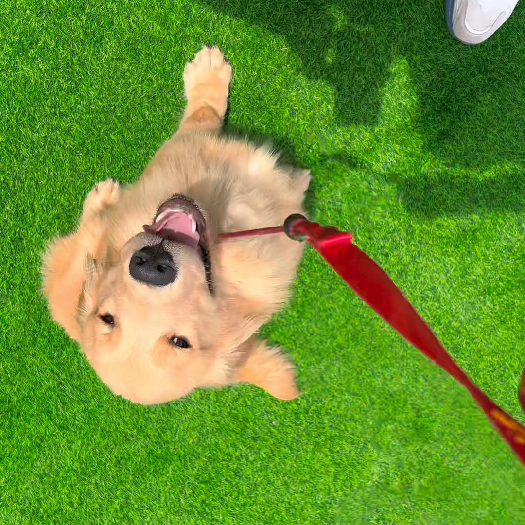 狗狗去上学要准备哪些东西,狗狗上学能学会什么