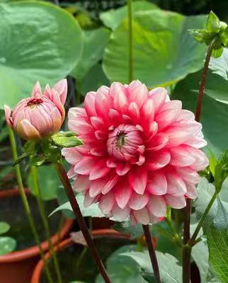 大丽花叶子发黄不开花怎么办,阳台养太阳花长不壮怎么办