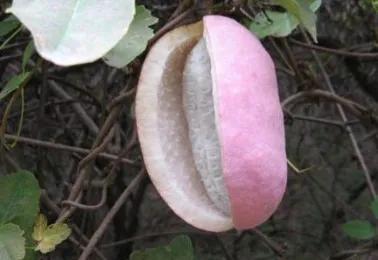 100多种罕见水果欣赏,100种罕见水果名字