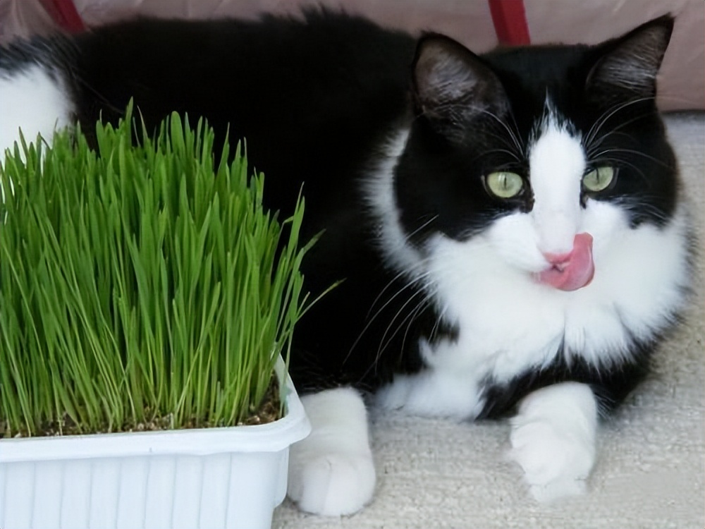 猫咪去除毛球猫草好还是化毛膏好,猫咪是买化毛膏好还是猫草好