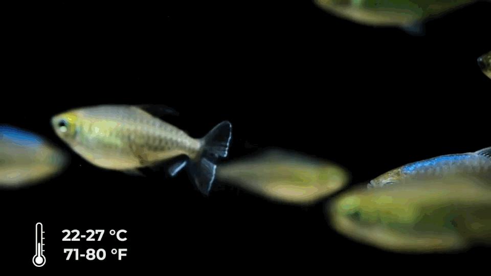 热带观赏鱼长视频,各种热带观赏鱼介绍