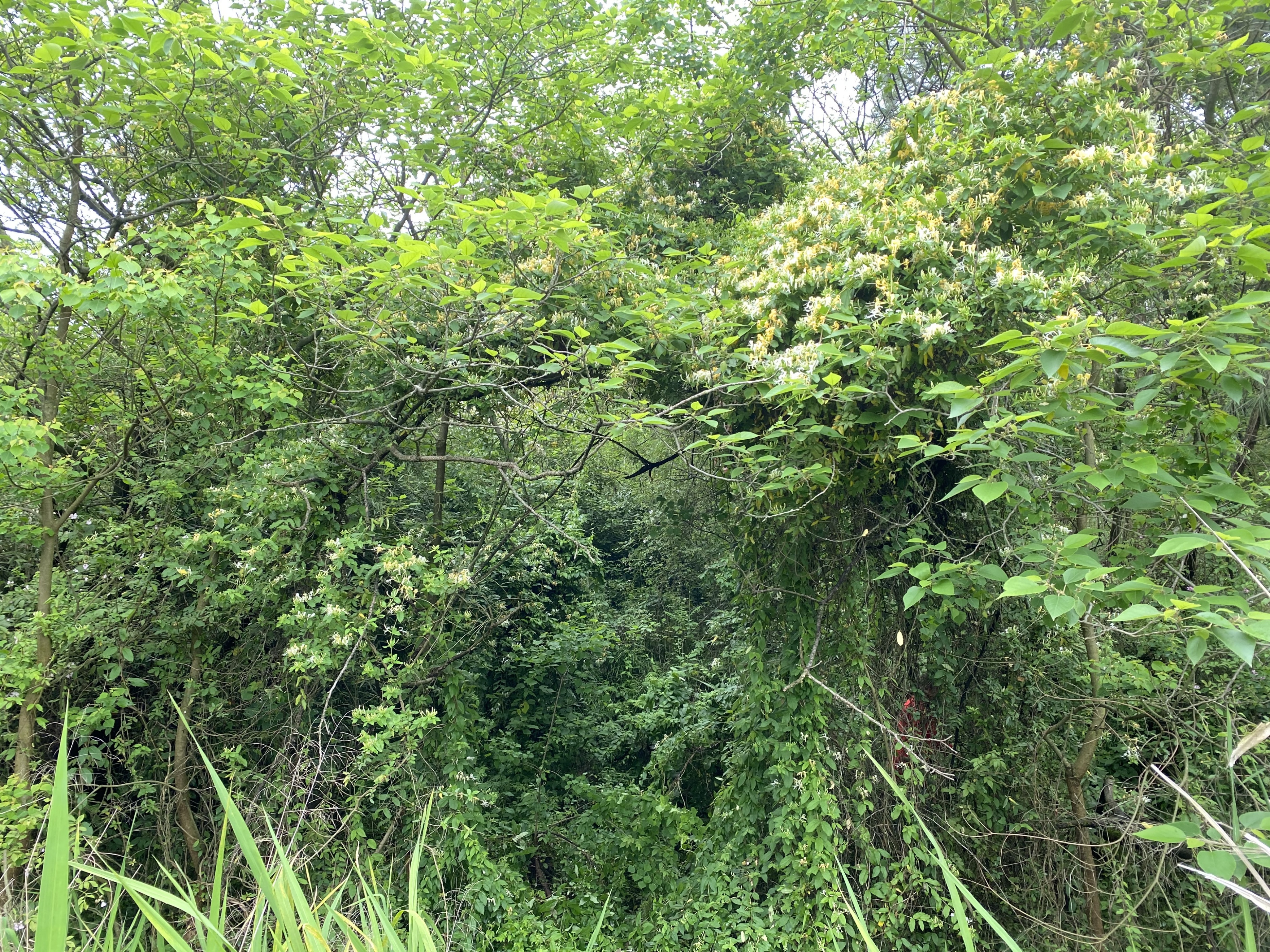 如何自制金银花茶,家庭制作金银花茶的方法