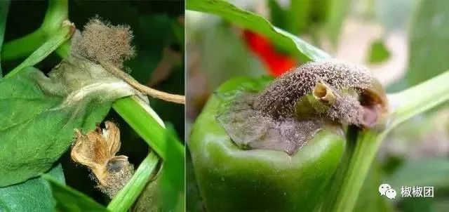 辣椒灰霉病农业防治措施有哪些,辣椒的叶霉病怎样防治