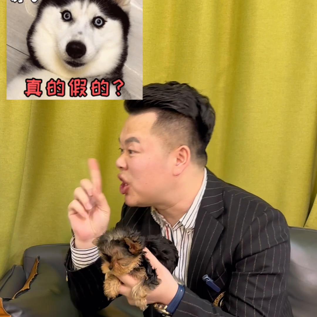 养狗必备用品约克夏,约克夏参加新手养狗面试