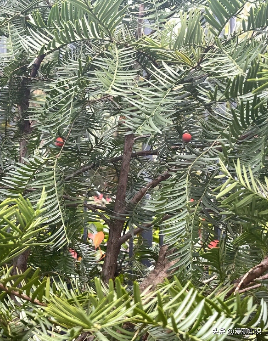 红豆杉中控制紫杉醇形成的结构,紫杉醇有几种有啥区别