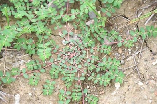 民间止痒草,有一种野生草可以治百病