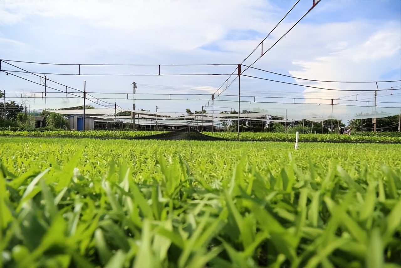 点赞新时代美丽乡村,潮南区美丽乡村