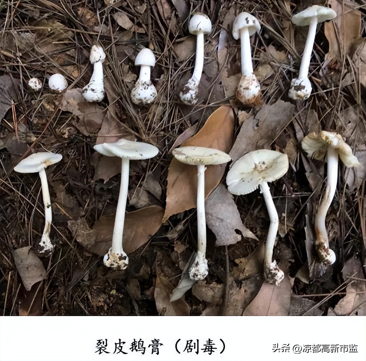 禁止食用有毒野生菌的小口诀,警惕毒蘑菇慎食野生菌