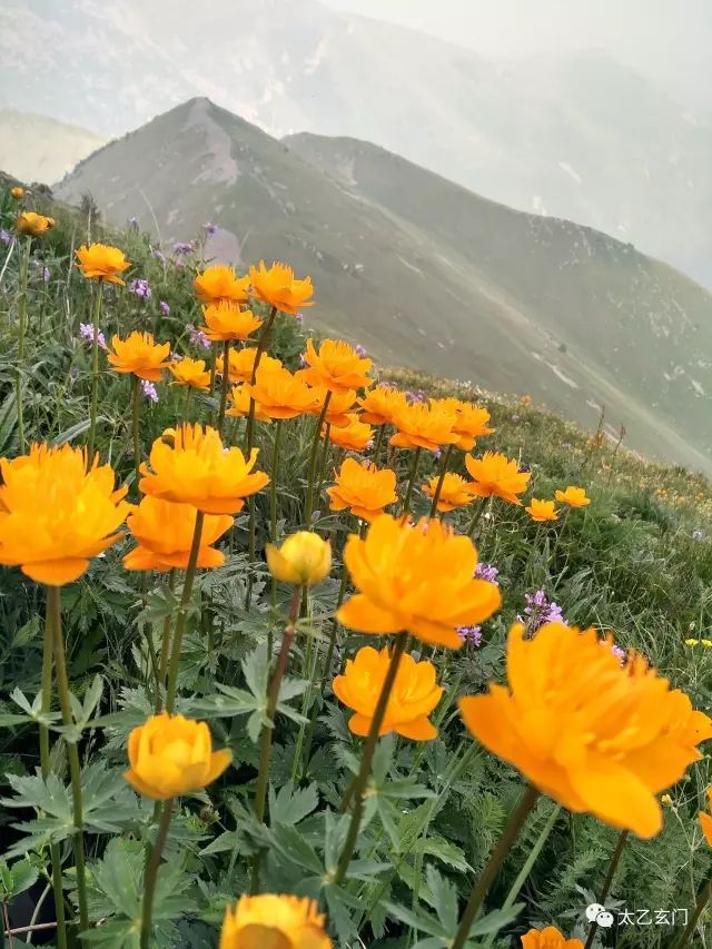 小五台山金莲花坡,小五台金莲花