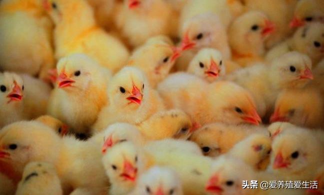 鸡拉白痢是什么病吃什么药,鸡白痢的原因