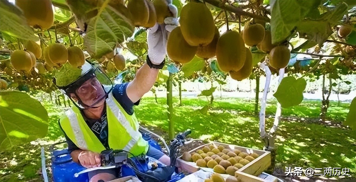 翠香猕猴桃和新西兰奇异果,新西兰猕猴桃黄金奇异果
