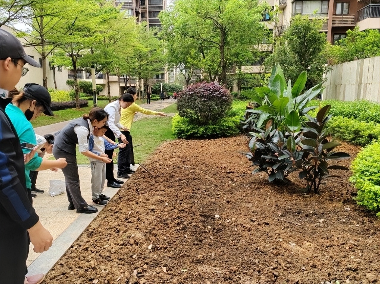 你们的小区绿化都是什么样的,小区绿化你觉得怎么样