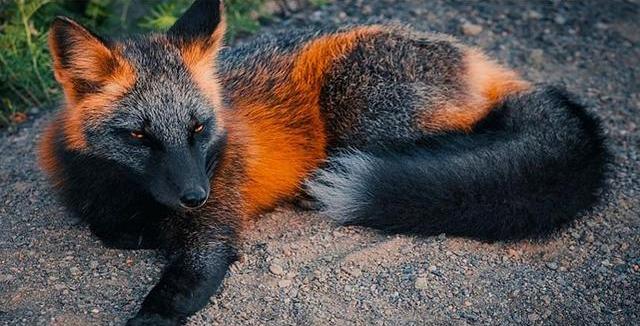 罕见颜色动物,十大罕见彩色动物