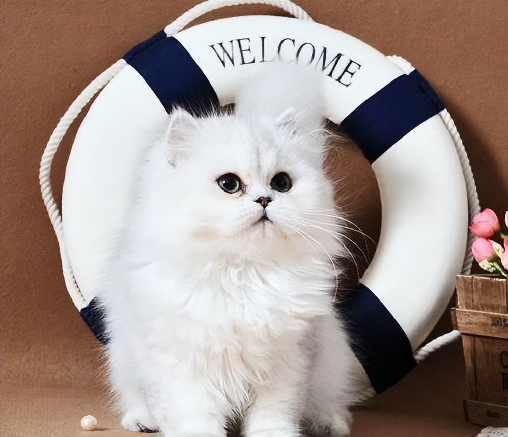 养金吉拉的十大危害,金吉拉容易得什么病