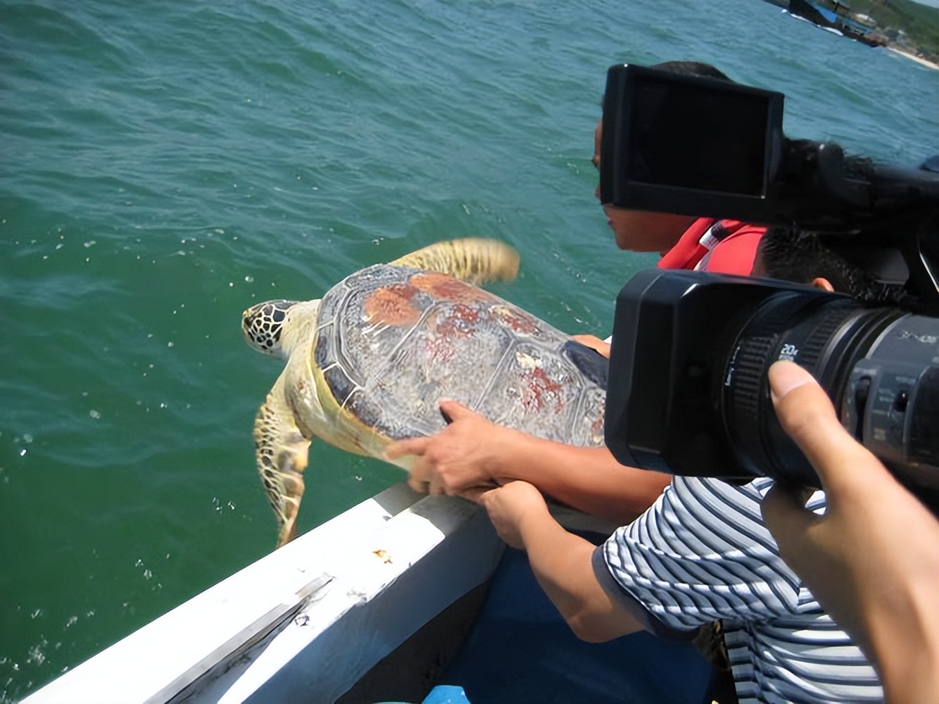 灵隐寺旁现大量乌龟死亡,投毒杭州事件