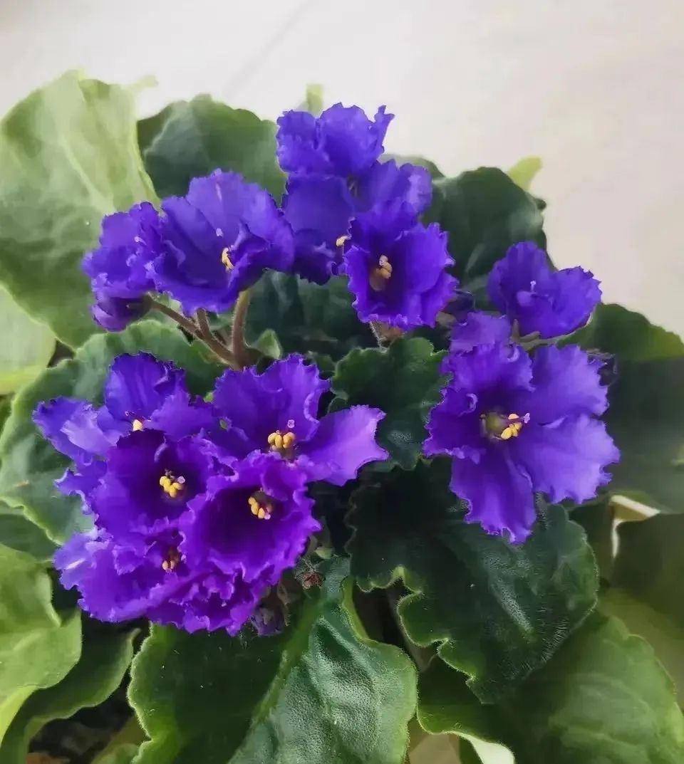 室内常年开花有益身体健康的花,适合睡觉房间养的花