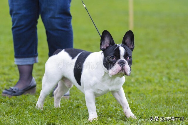 什么狗最好看最便宜最好养,世界上最强的十种狗