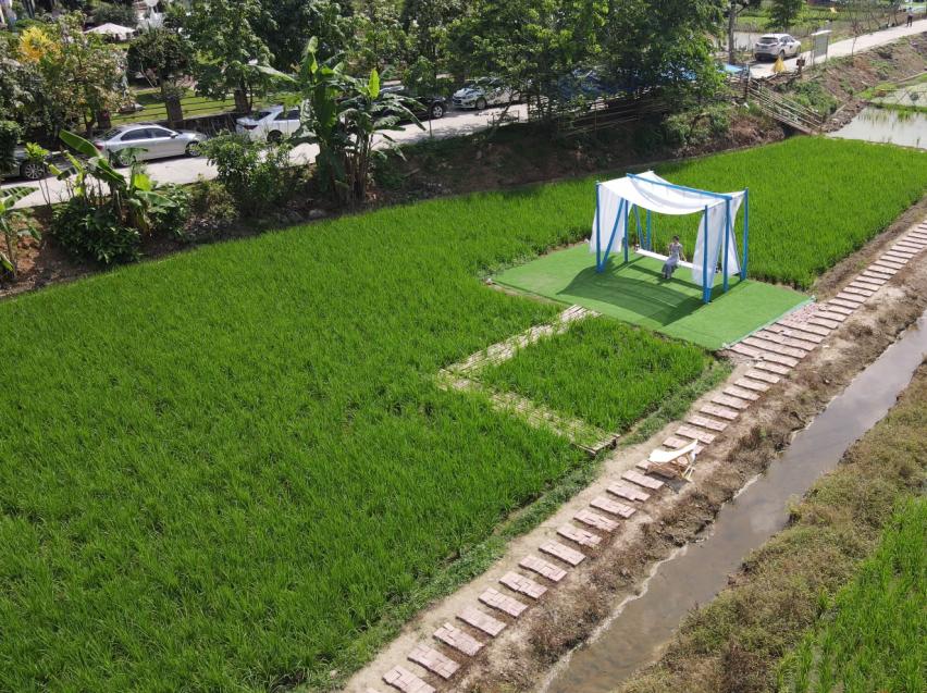 广州增城四季田园民宿,增城网红稻田民宿