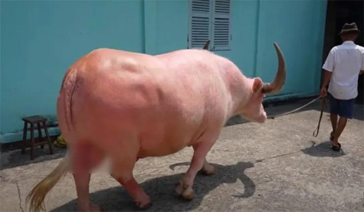 越南男子花1200万买一头粉色水牛,粉红色小水牛