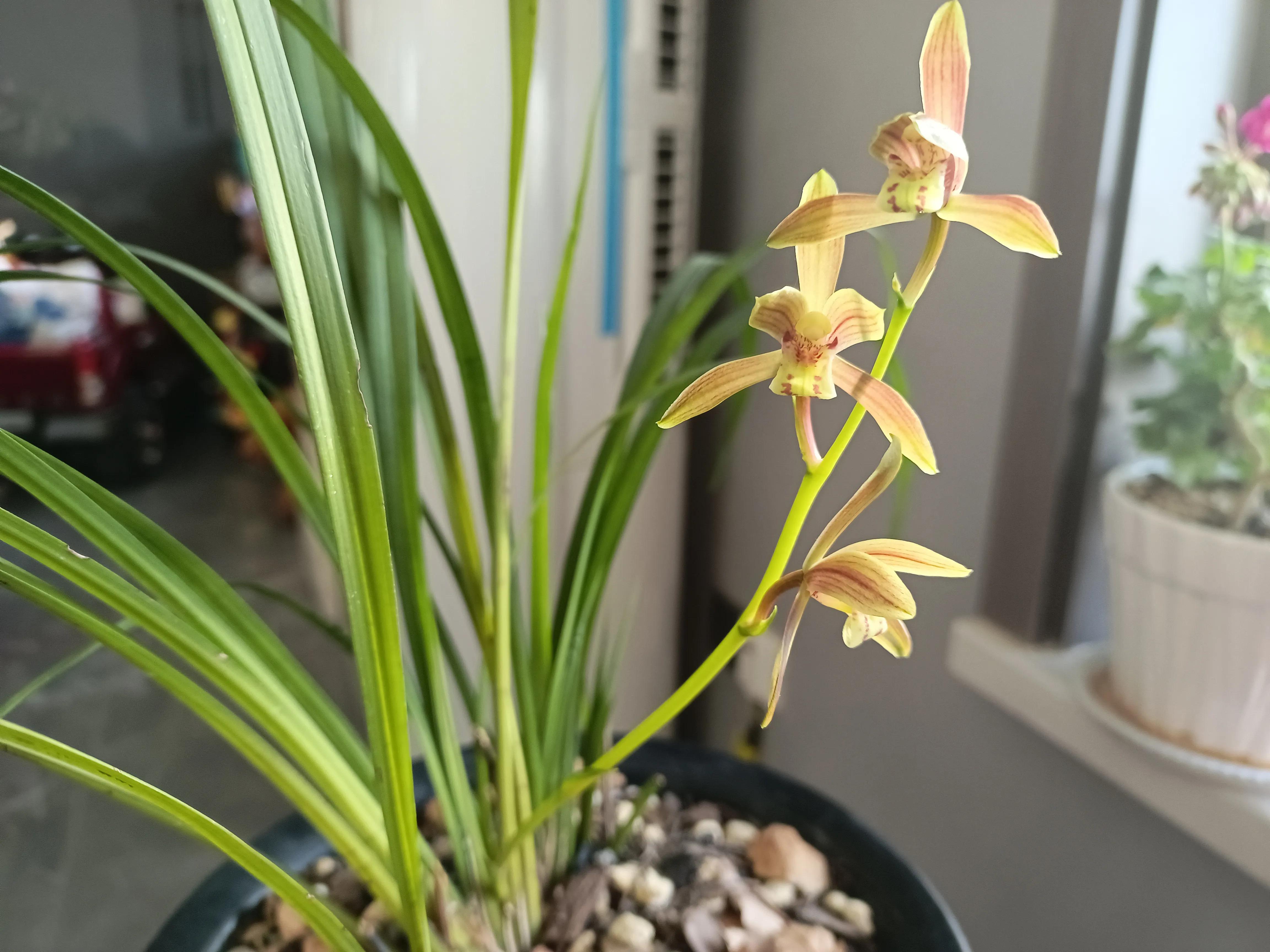 兰花浇水的正确方法兰花好养吗,如何给兰花浇水最好的方法