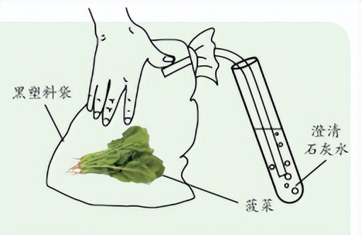 科学知识大全小学生必背,科学知识大全全集