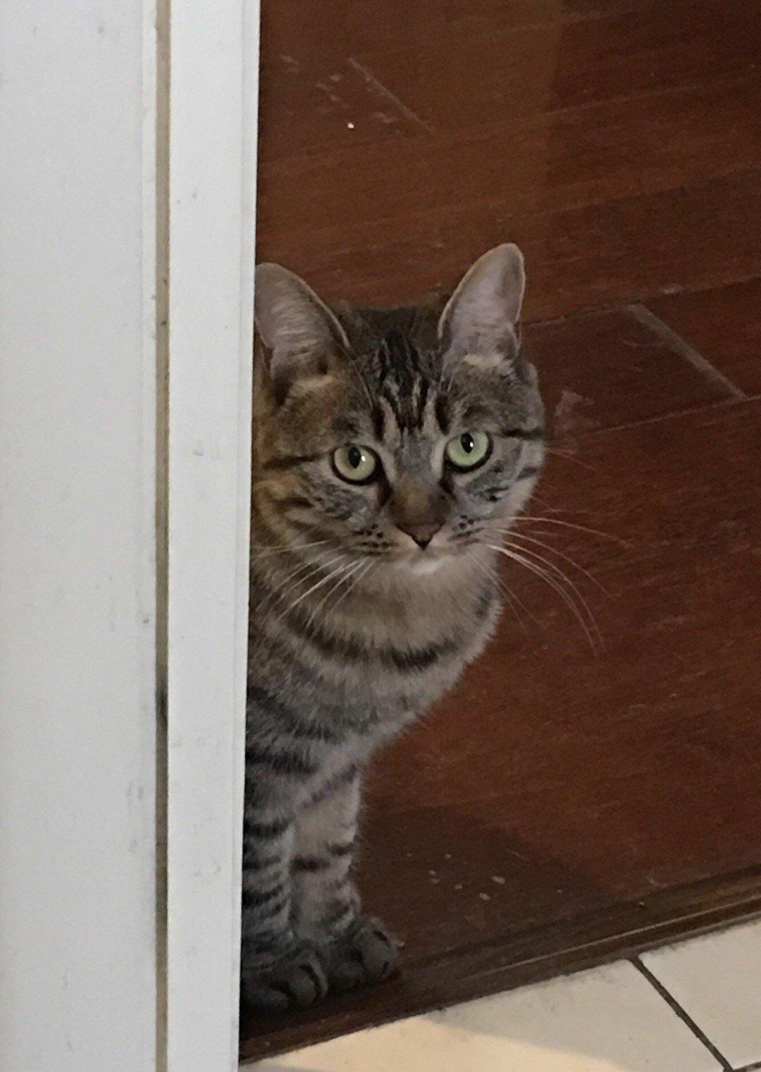 日军日记：*安妇慰**不服从管教，我很愤怒，用*刀刺**插入她的*体下**