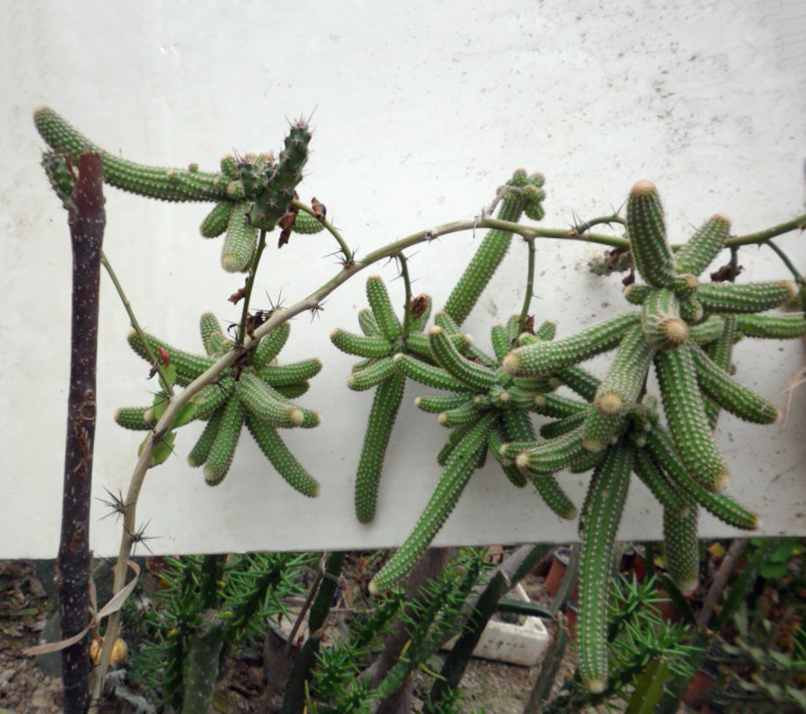 最美最惊艳的仙人掌花,仙人掌奇花图片大全