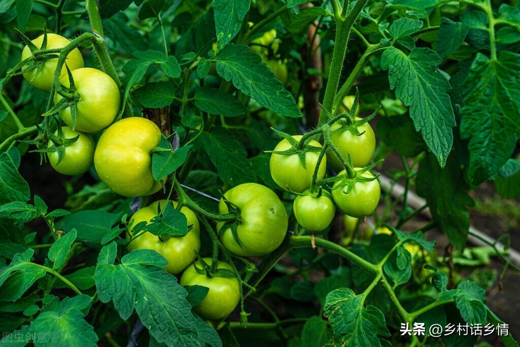 小苏打和尿素能一起用在蔬菜上吗,小苏打兑水喷洒蔬菜杀虫是真的吗