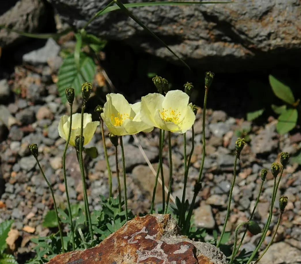 红花檵木叶子独特新生鲜红,旧叶暗红,开线形花花瓣细长如红彩带