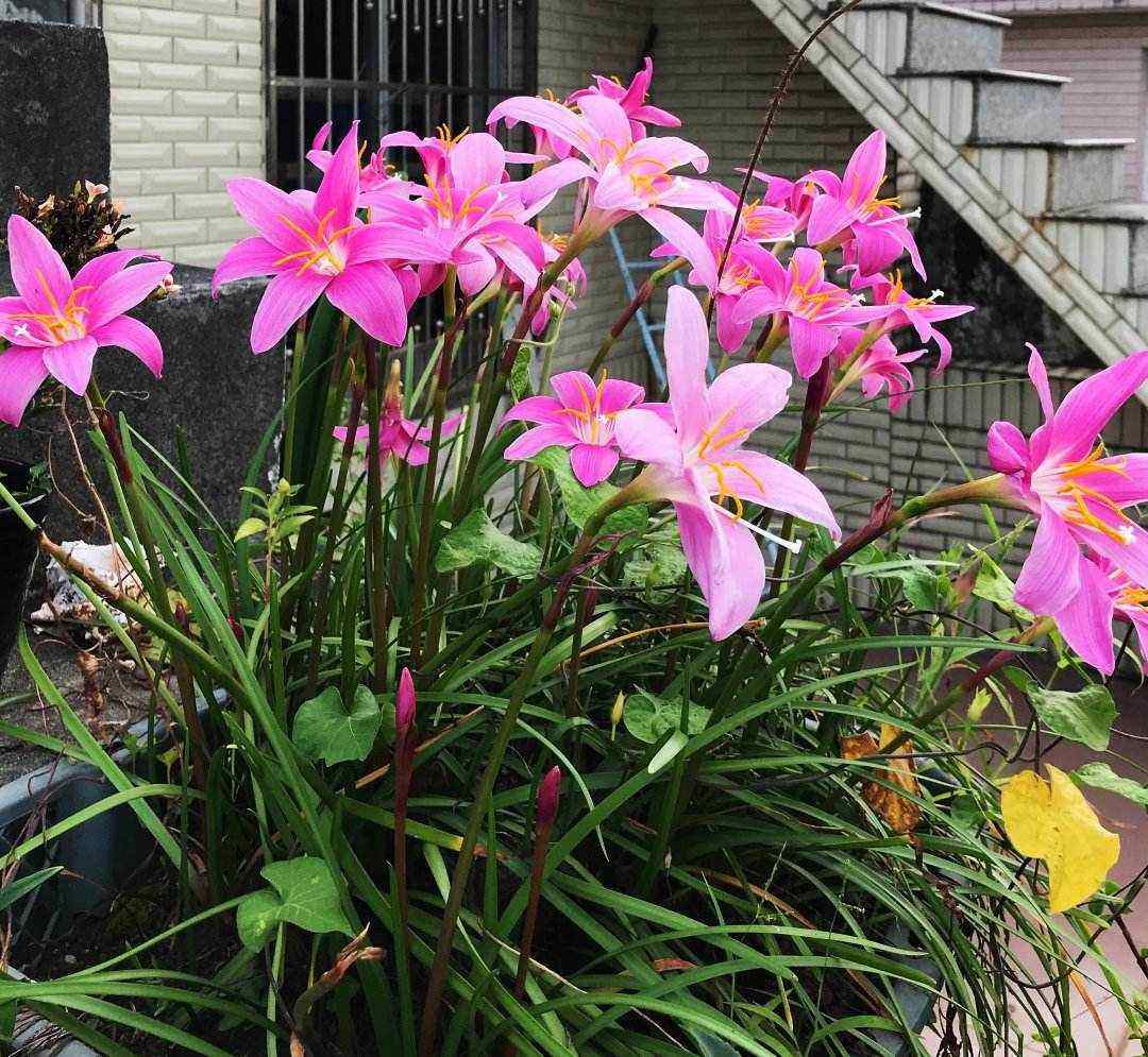 这3种花漂亮又好养1年能开300多天,5种花超好养漂亮上档次