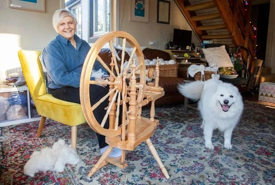 萨摩耶冬天围巾,萨摩耶洗完澡掉毛严重的原因