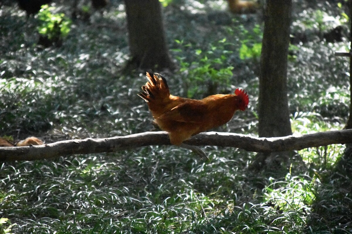 三黄鸡跟普通鸡的区别是什么,三黄鸡是什么鸡