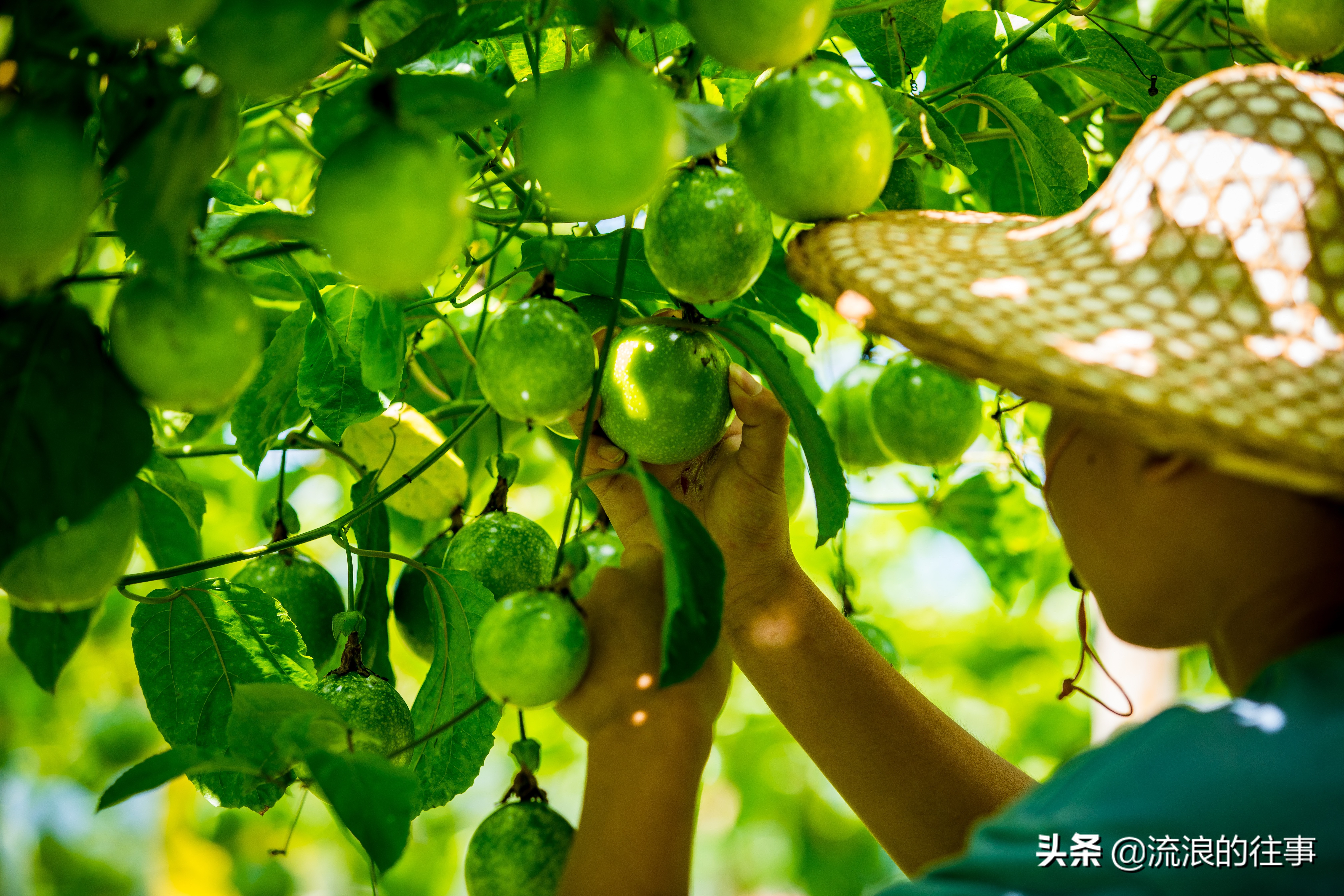 如何区分各品种的黄金百香果,黄金百香果与紫皮百香果功效