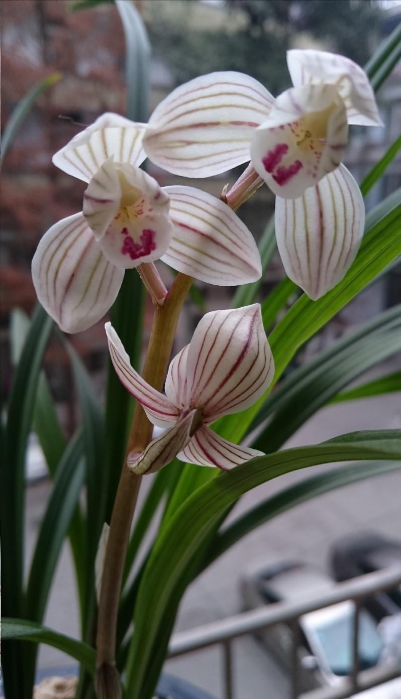 莲瓣兰精品花色排名,莲瓣兰的名品图片