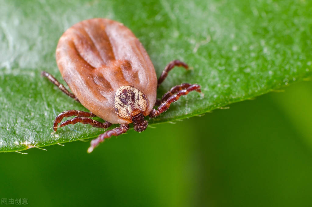 夏天碰到这种小虫子要警惕,这些常见又危险的小虫子