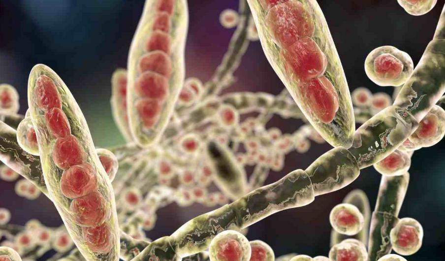 头皮里总是长疙瘩和脓包怎样治疗,头皮总长疙瘩和脓包是怎么回事